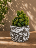 Rustic Textured Plante