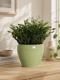Indoor Planter