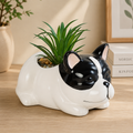 French Bulldog Ceramic Planter – H3" D4"